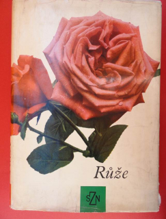 Růže
