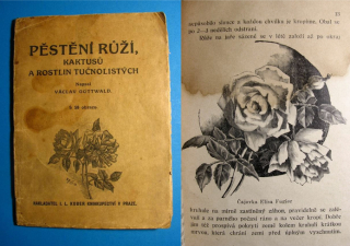 PĚSTĚNÍ RŮŽÍ, KAKTUSŮ A ROSTLIN TUČNOLISTÝCH, 1927