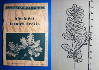 ŠLECHTĚNÍ LESNÍCH DŘEVIN