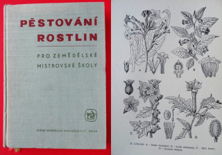 PĚSTOVÁNÍ ROSTLIN